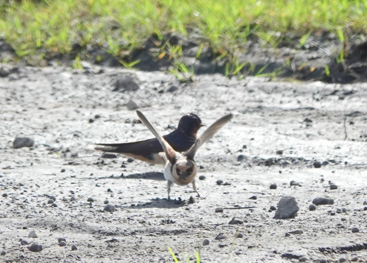 Cave Swallow - ML457435471