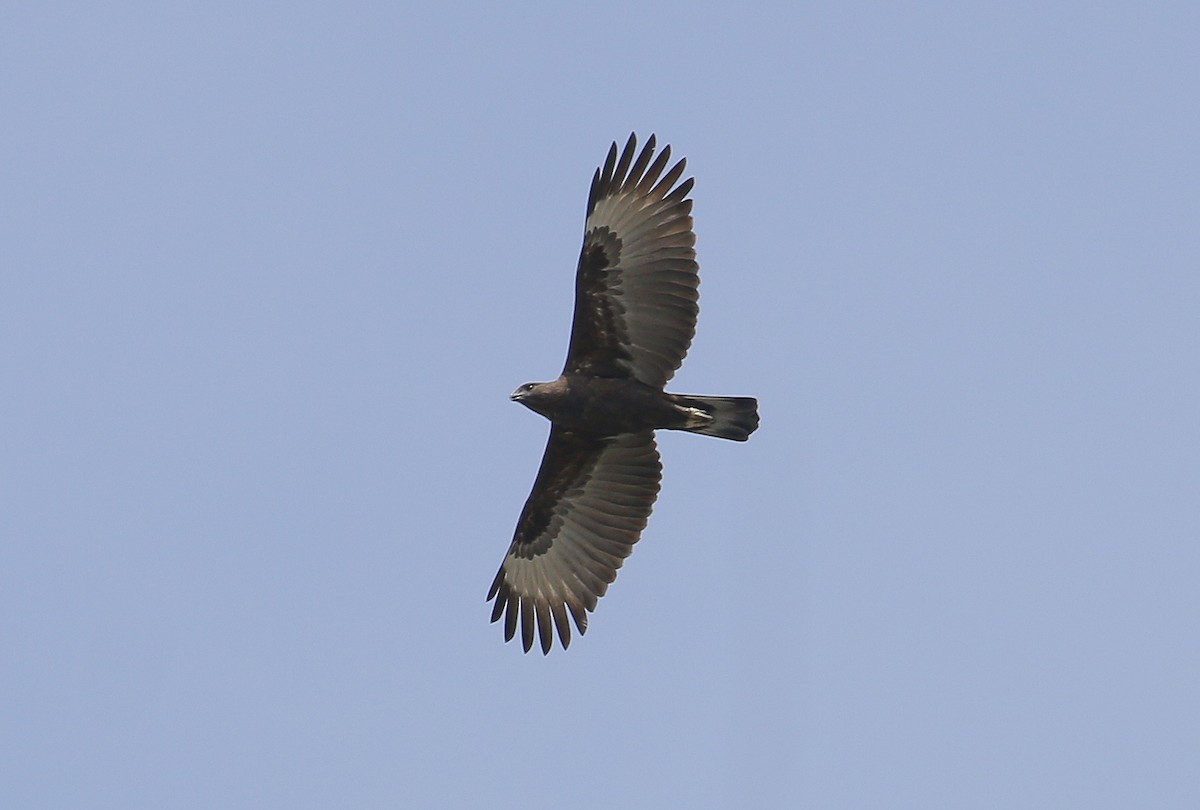 Changeable Hawk-Eagle (Changeable) - Neoh Hor Kee