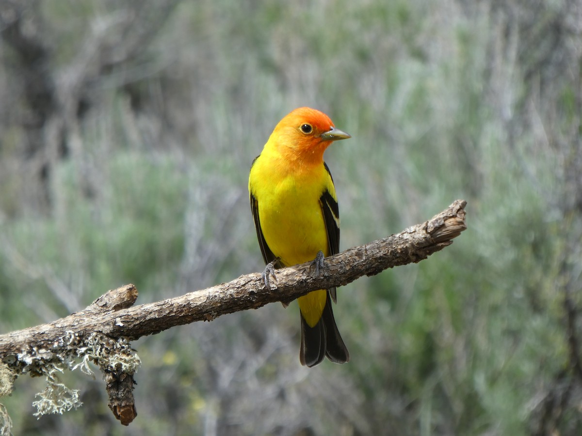 Western Tanager - ML457439871