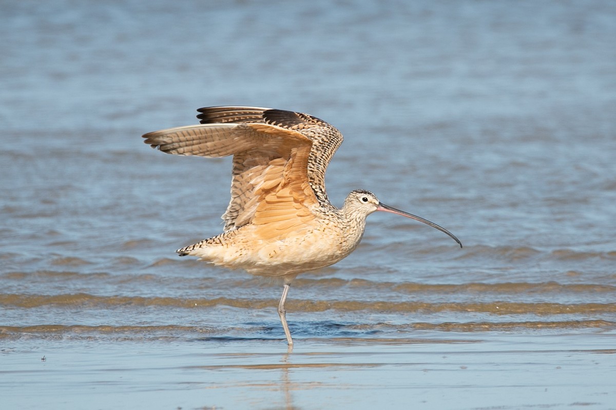 Long-billed Curlew - ML457440771