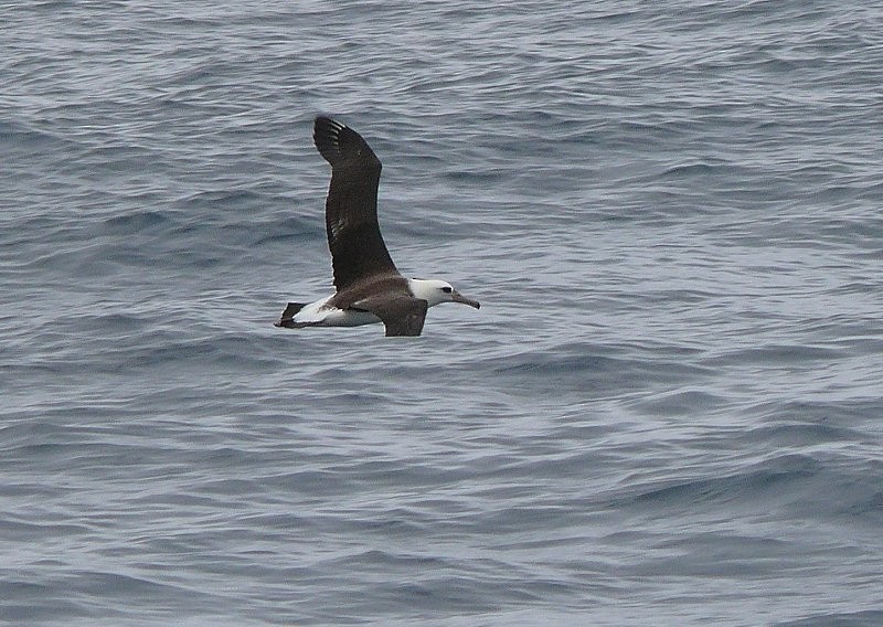 Laysan Albatross - ML45744181