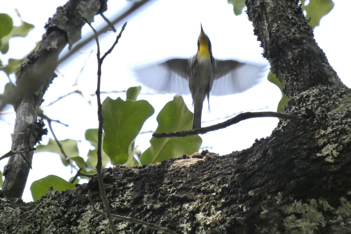 Yellow-throated Warbler - ML457446351