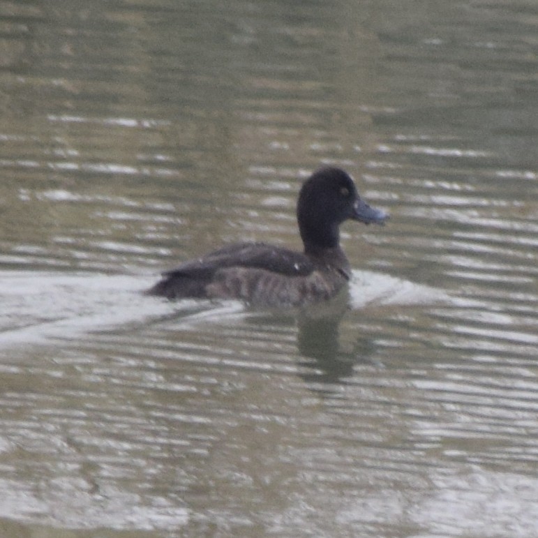 Greater Scaup - Manuel Morales