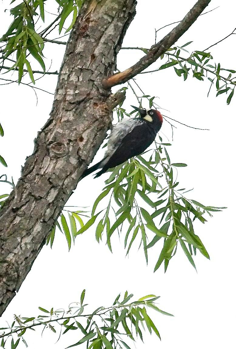 Acorn Woodpecker - Christopher Adler