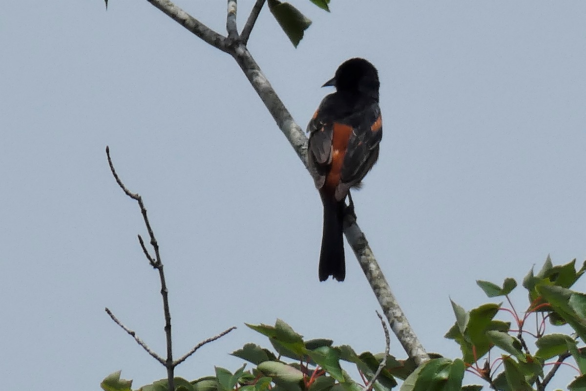 Orchard Oriole - ML457452841