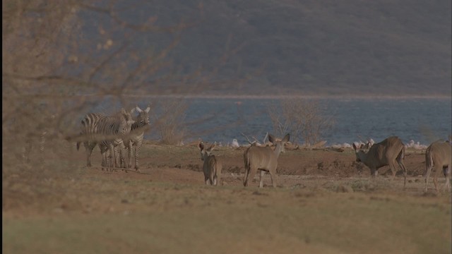 lesser kudu - ML457456