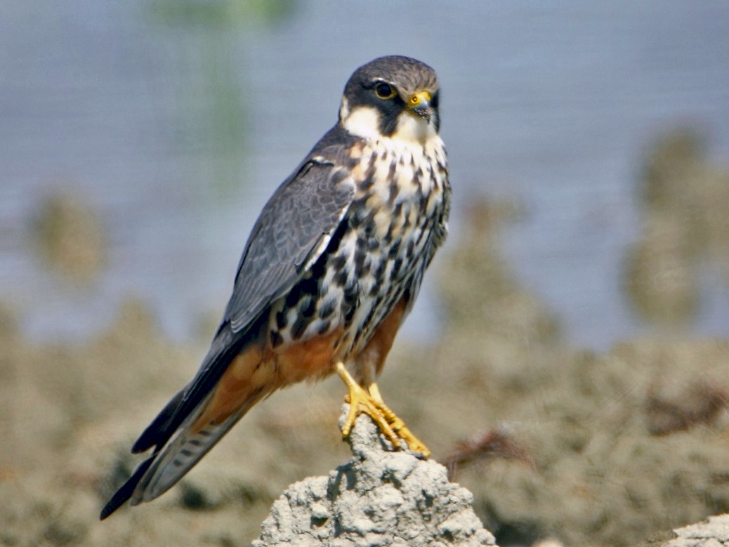 Eurasian Hobby Ebird