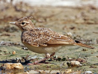 Qizim jinsiy aloqada.