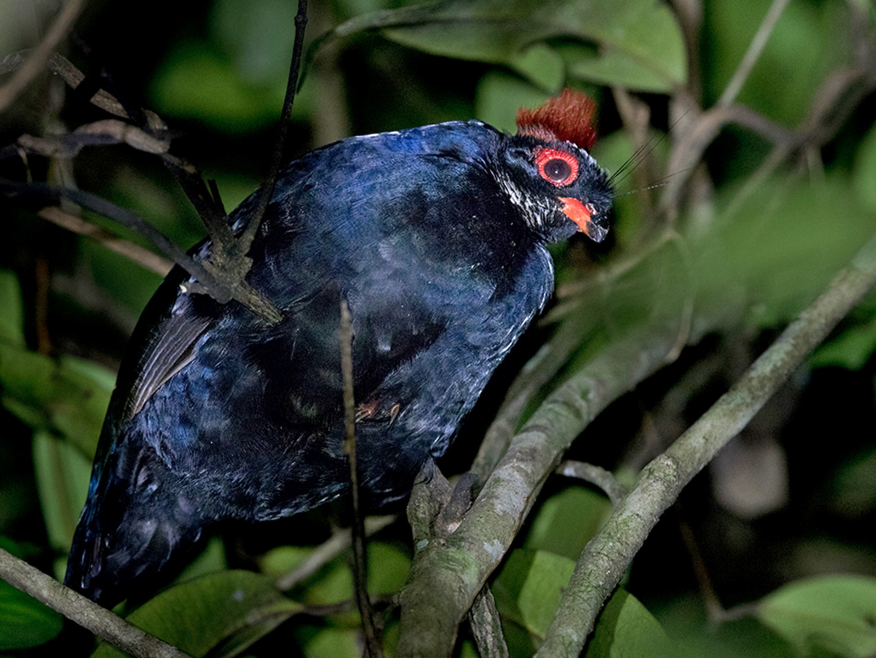 Crested Partridge - Lars Petersson