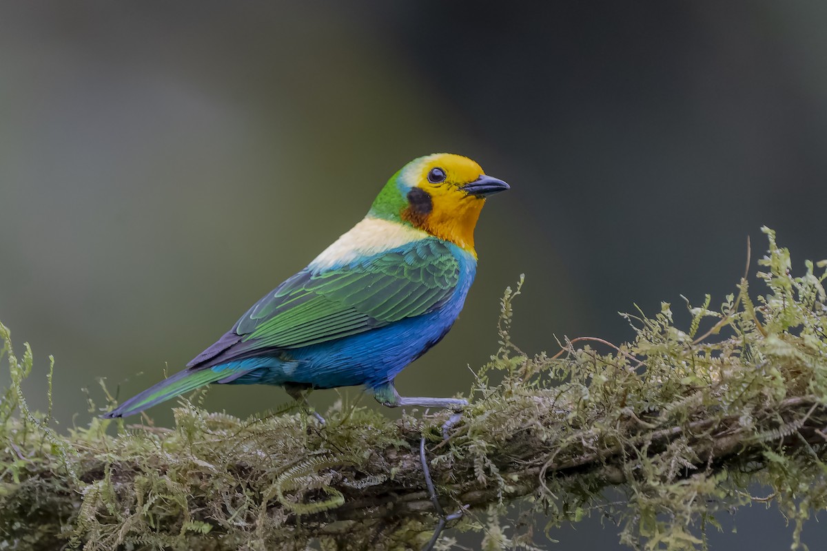 Multicolored Tanager - ML457463181