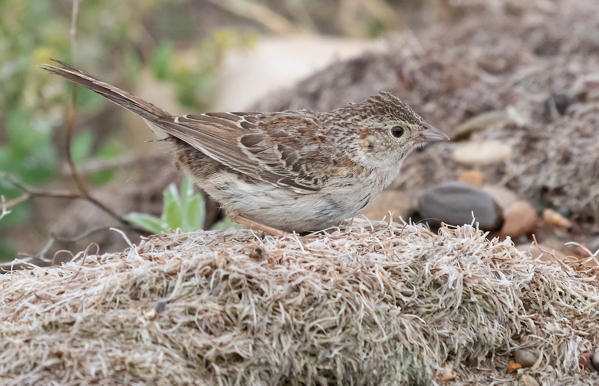 Cassin's Sparrow - George Armistead | Hillstar Nature