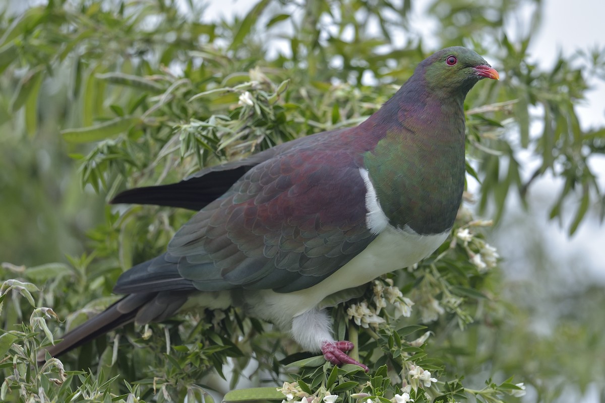 New Zealand Pigeon - ML457465761