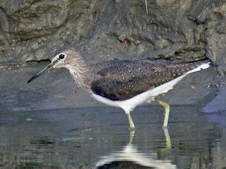  - Green Sandpiper