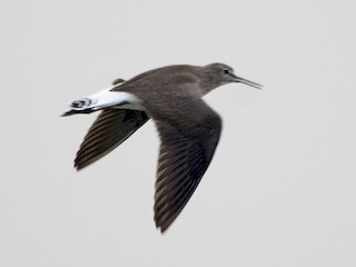  - Green Sandpiper