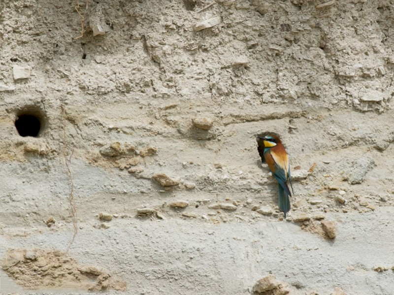 European Bee-eater - Vladan Vuckovic