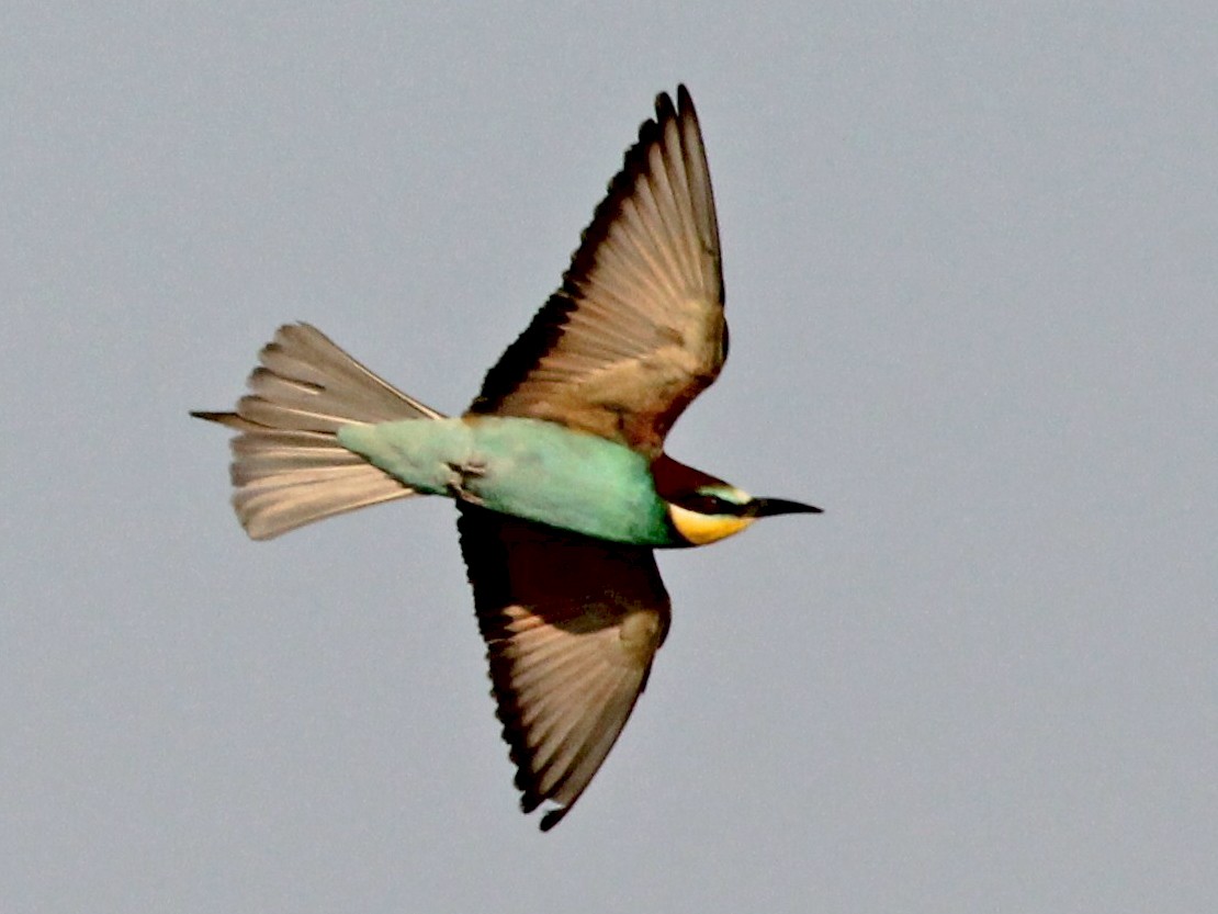 ヨーロッパハチクイ Ebird