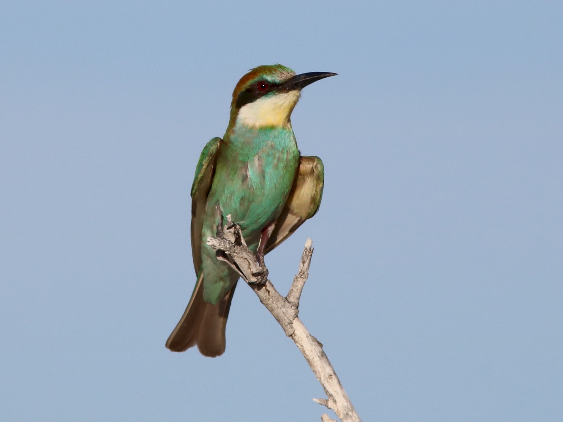 European Bee-eater - John Drummond