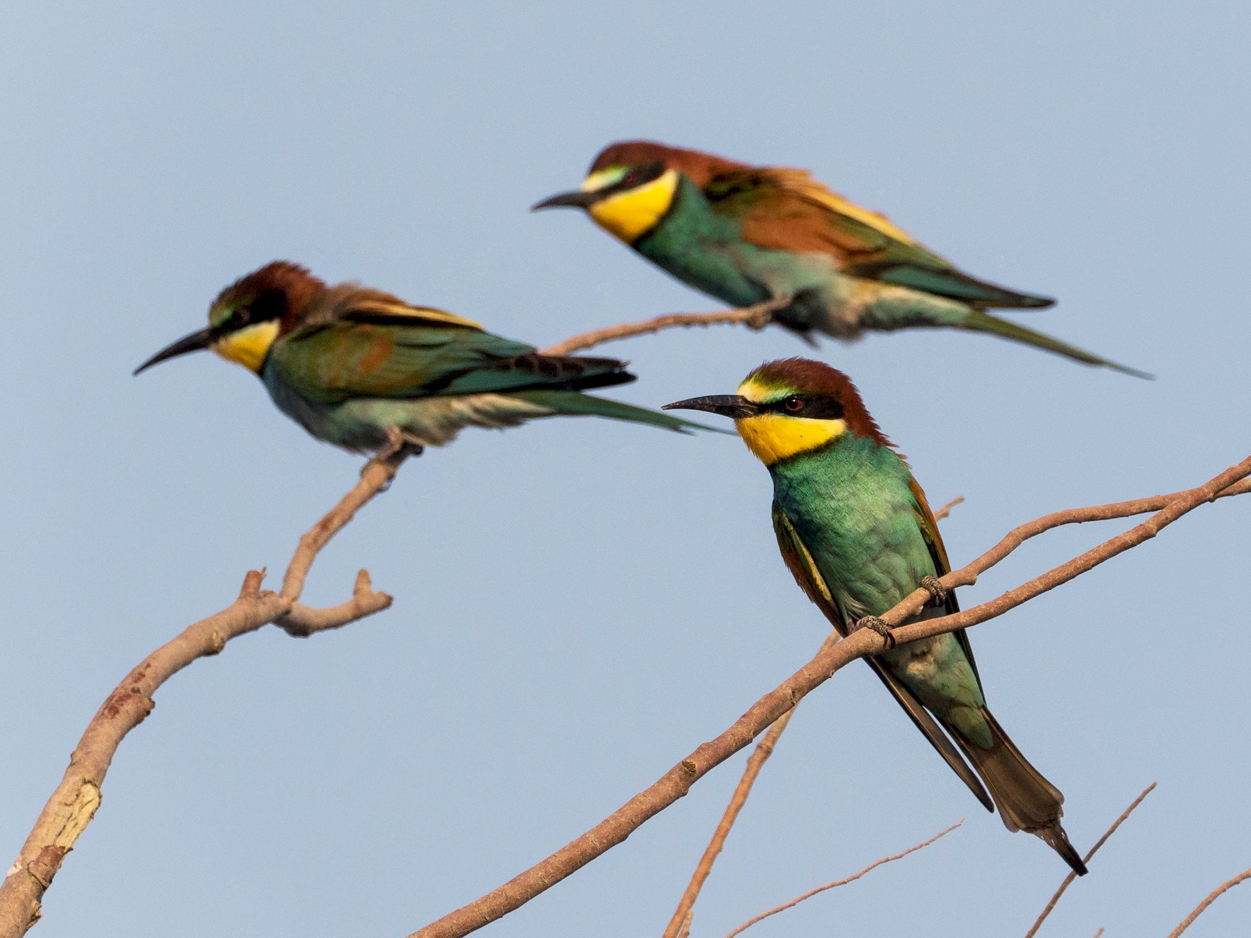 European Bee-eater - Markus Craig