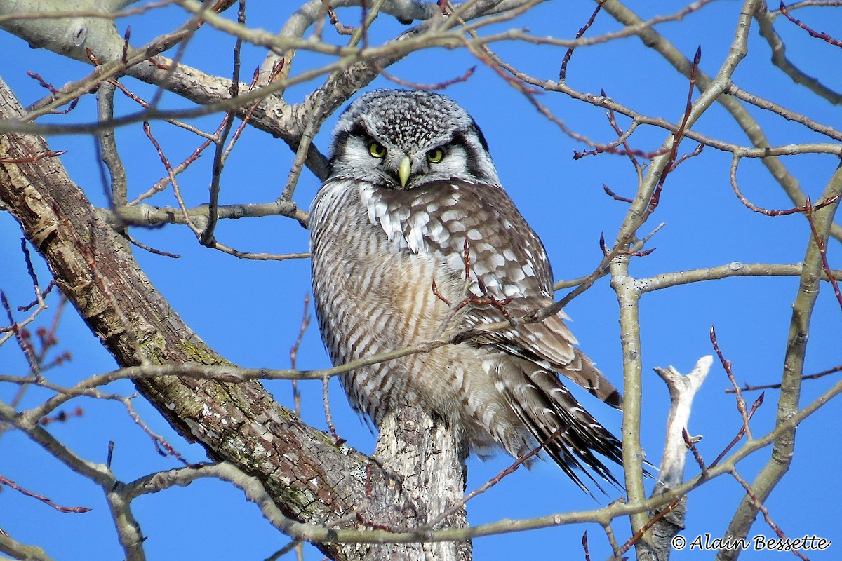 Northern Hawk Owl - Anonymous