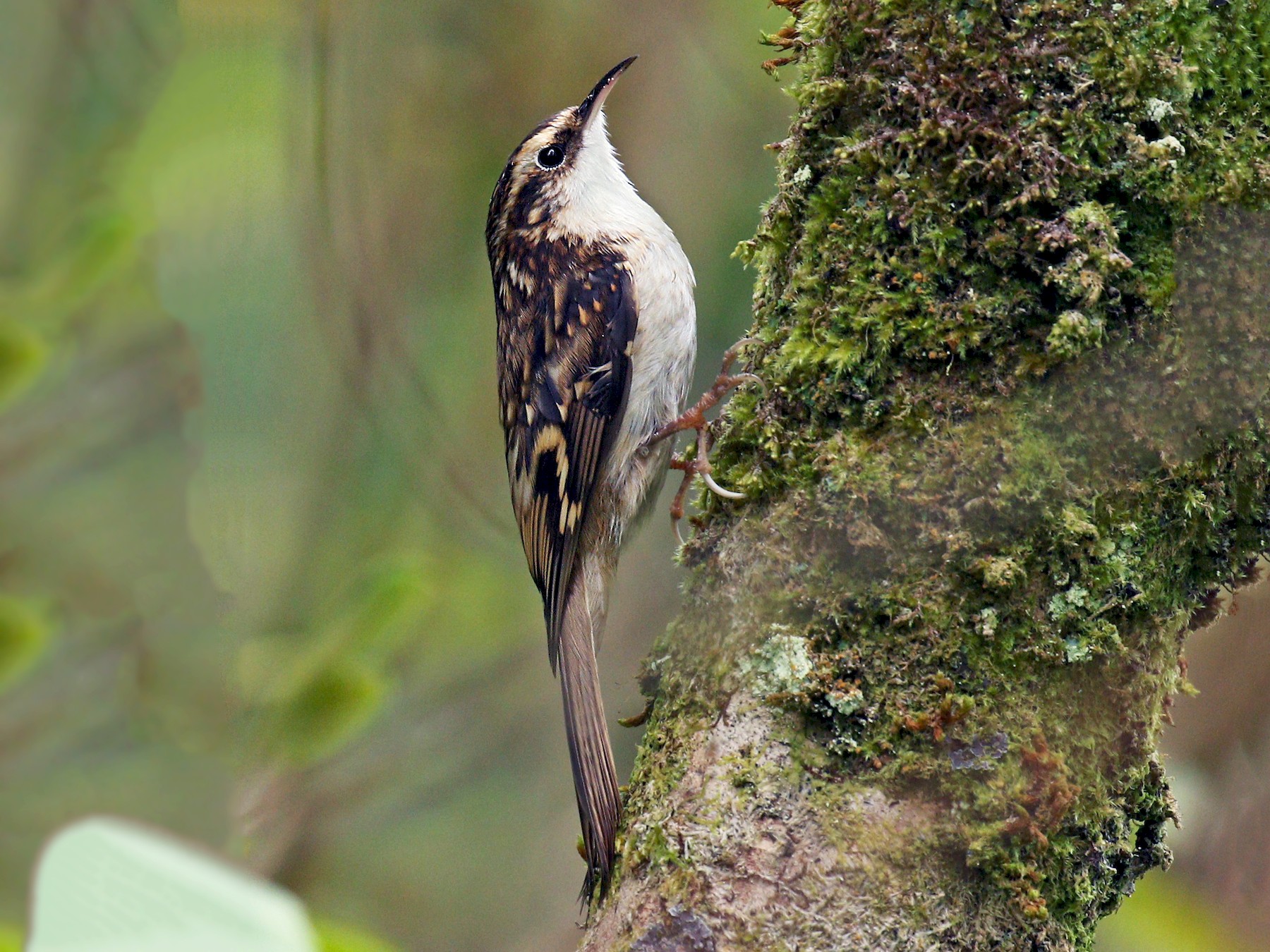 TREE CREEPER definition in American English