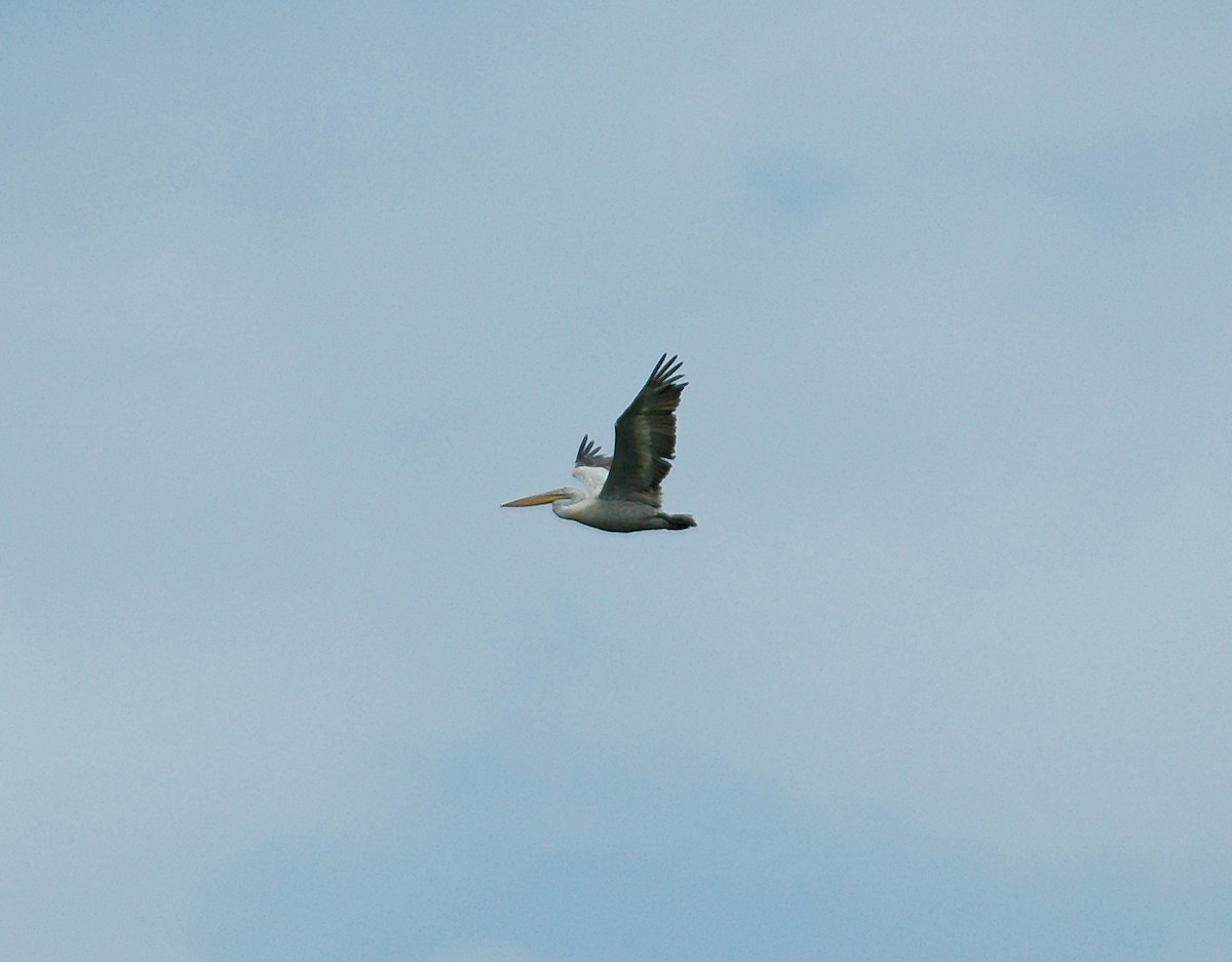 pelikán kadeřavý - ML45748131