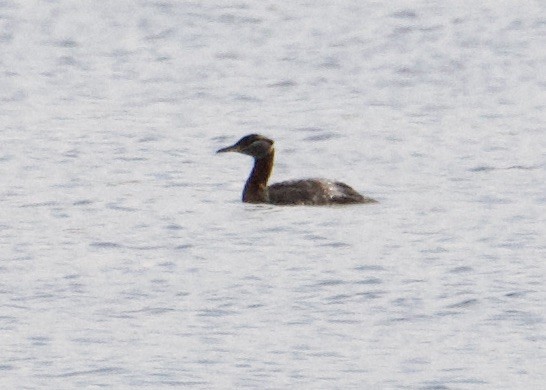 Red-necked Grebe - ML457481381