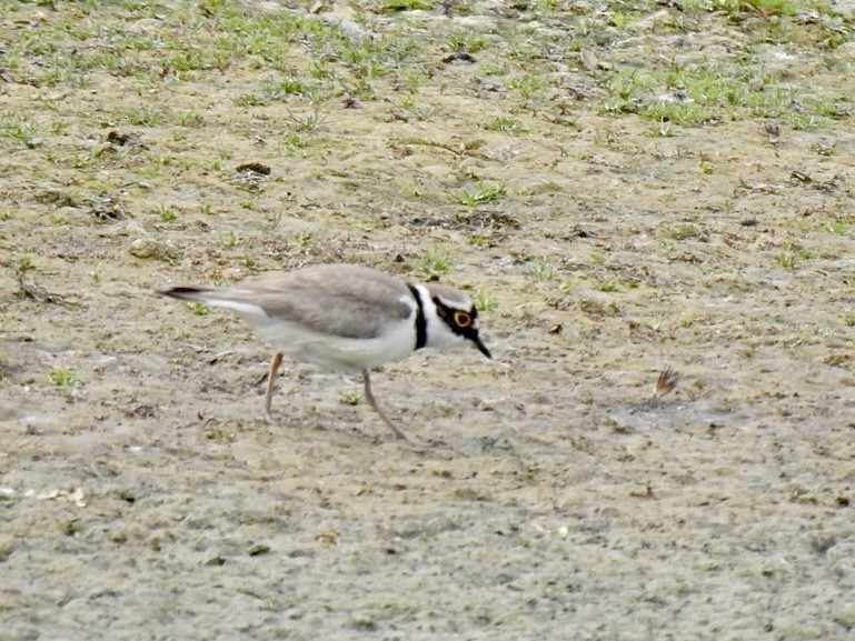 Little Ringed Plover (curonicus) - ML457485961