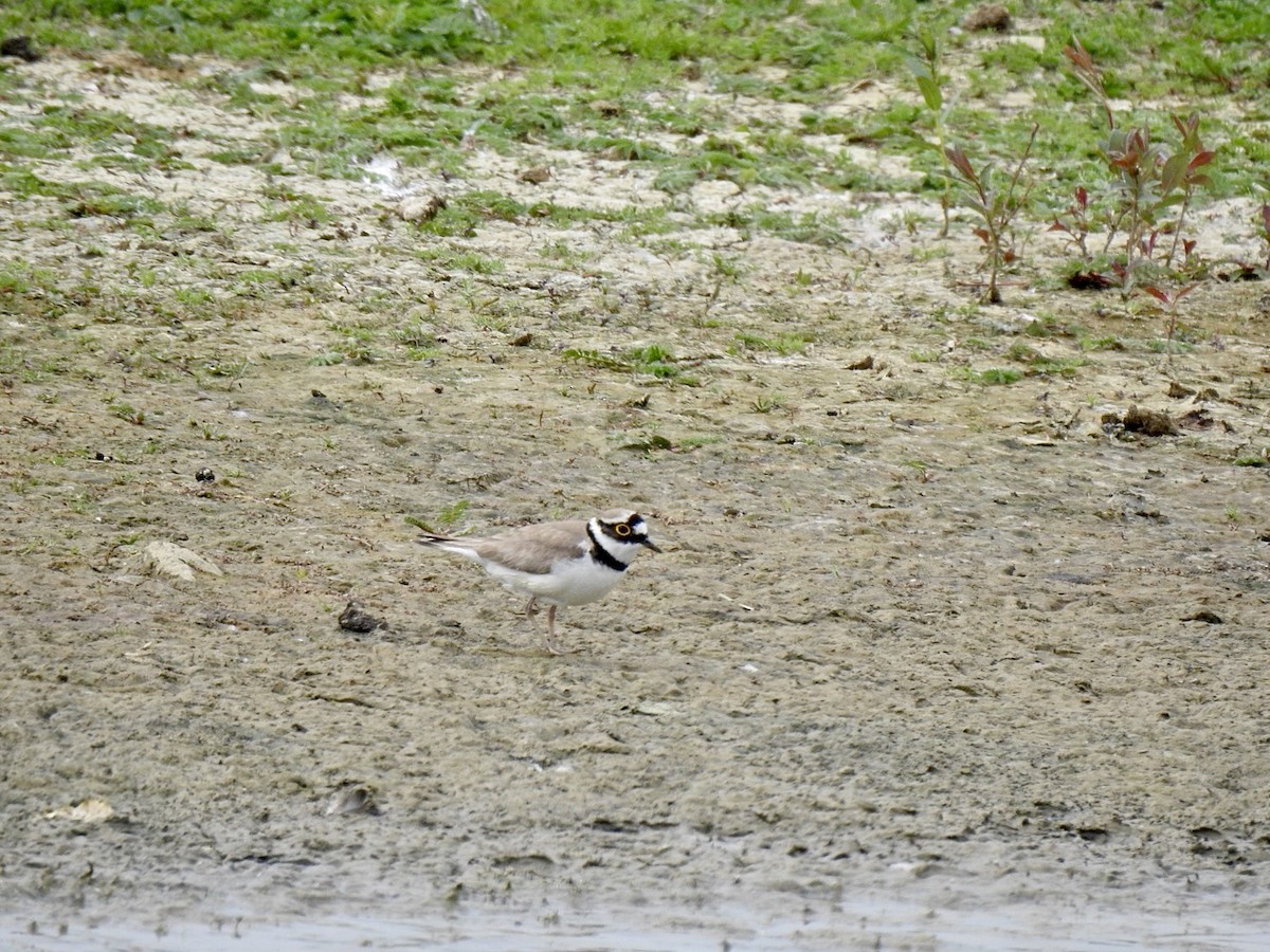 Little Ringed Plover (curonicus) - ML457485971