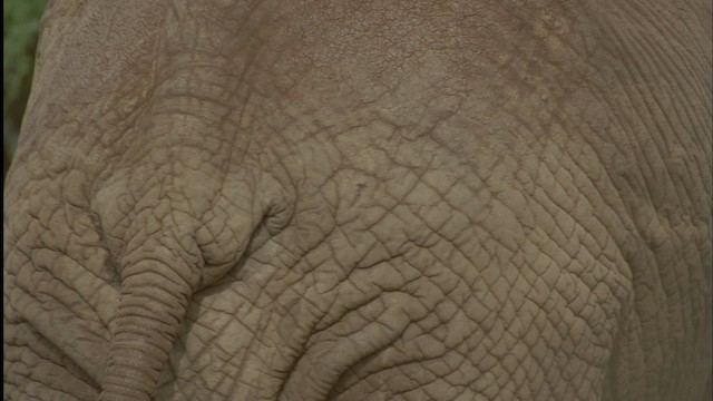 African Bush Elephant - ML457486
