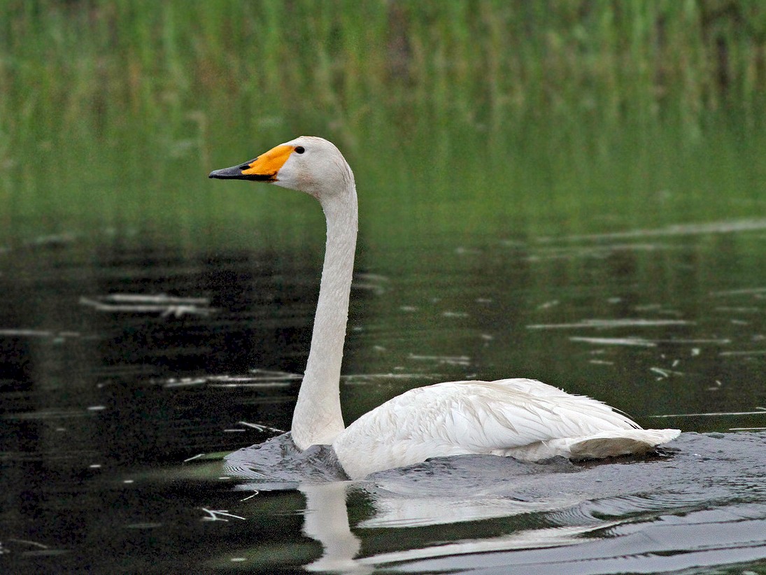 Whooper Swan - Jeremiah Trimble