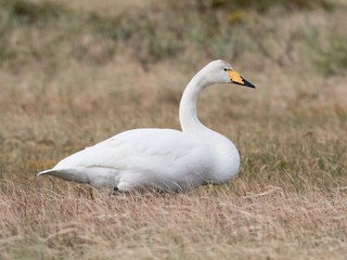  - Whooper Swan