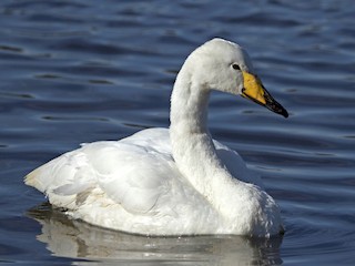  - Whooper Swan