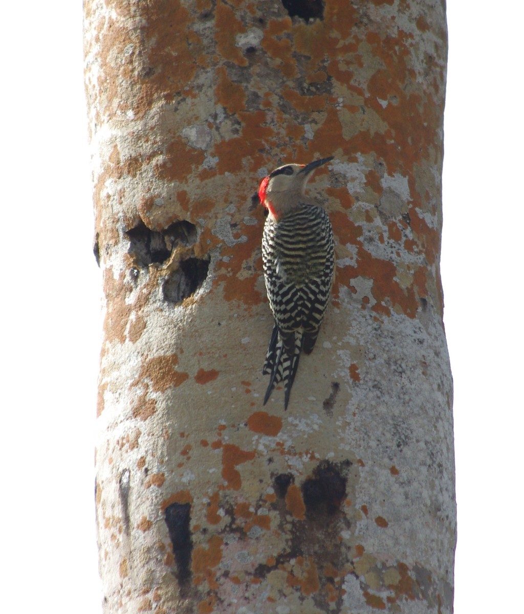 West Indian Woodpecker - ML457490211