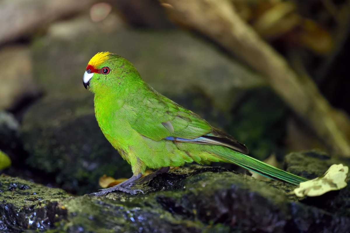 Yellow-crowned Parakeet - Paul Maury