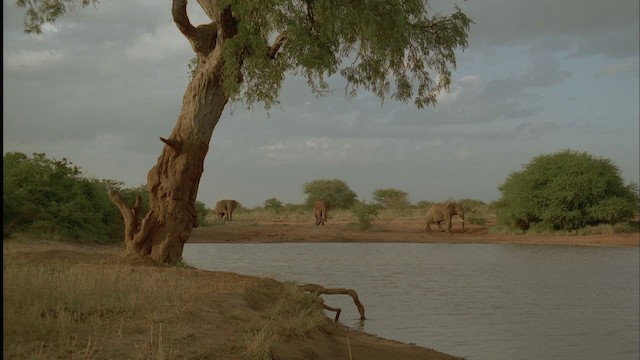 African Bush Elephant - ML457493