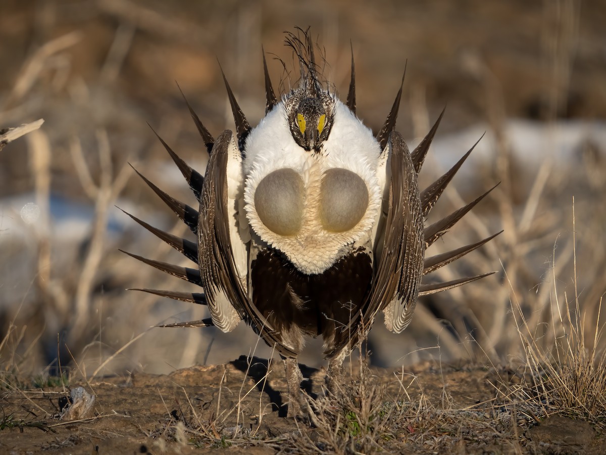 Greater Sage-Grouse - ML457493651