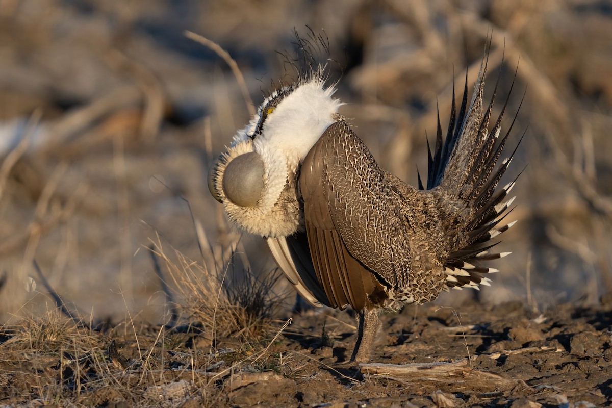 Greater Sage-Grouse - ML457493661