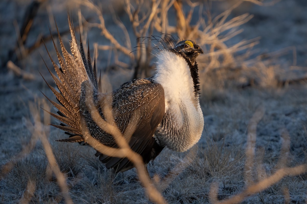 Greater Sage-Grouse - ML457493891