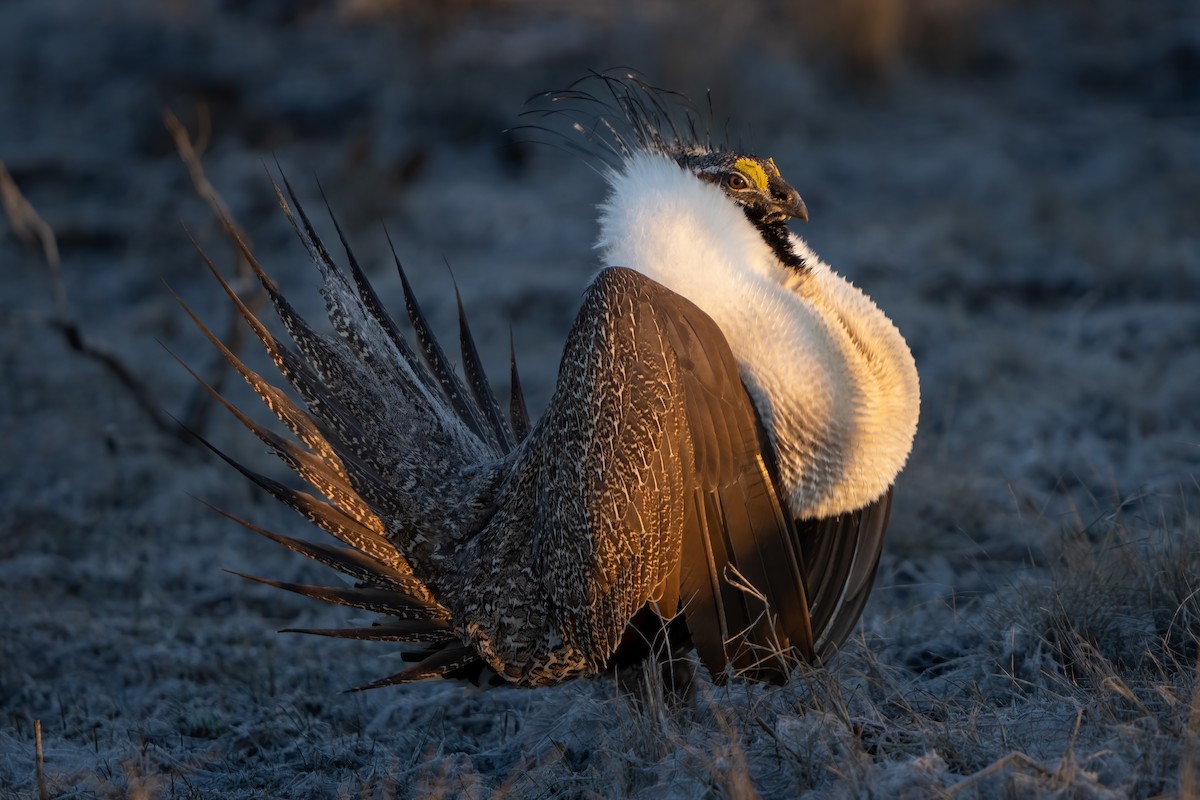Greater Sage-Grouse - ML457493901