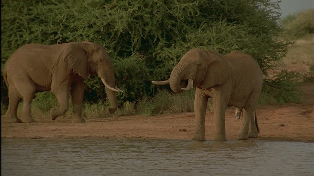 African Bush Elephant - ML457494
