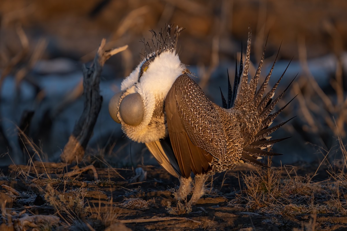 Greater Sage-Grouse - ML457494111