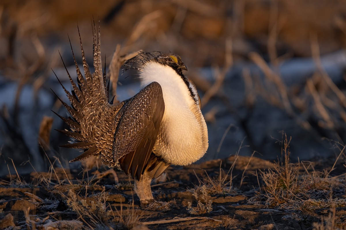 Greater Sage-Grouse - ML457494131