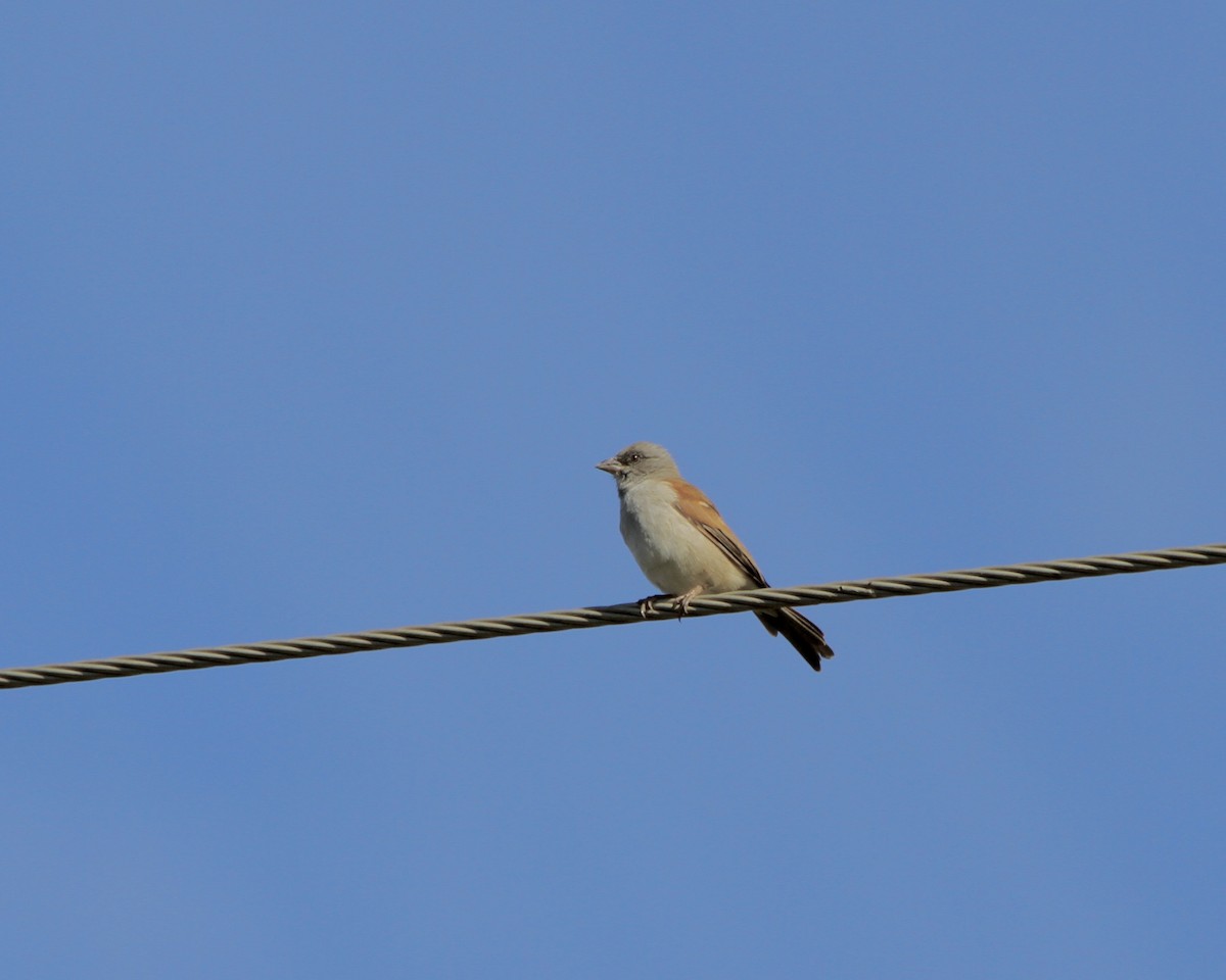 Southern Gray-headed Sparrow - ML457494331