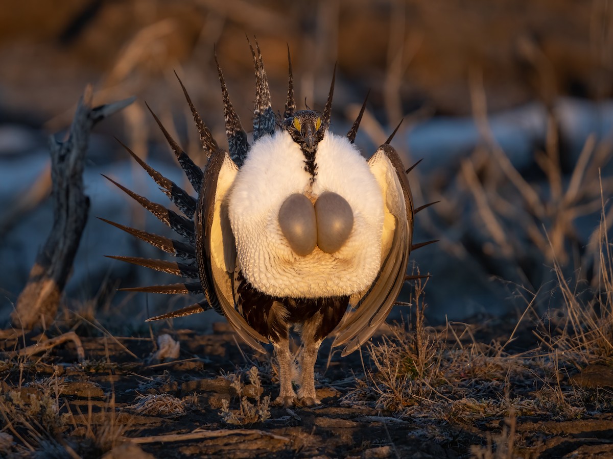 Greater Sage-Grouse - ML457494421