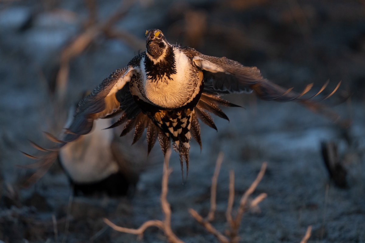 Greater Sage-Grouse - ML457494431
