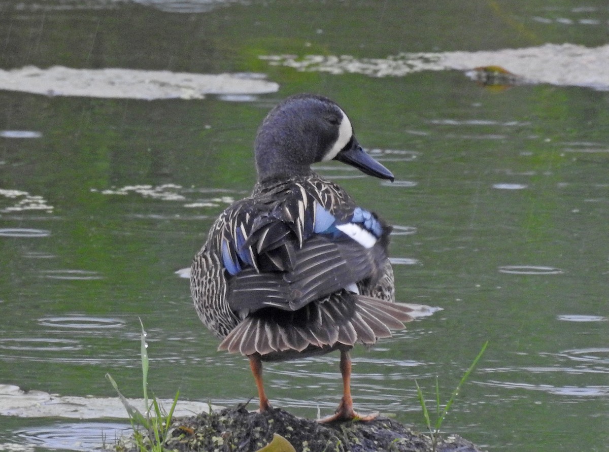 Blue-winged Teal - ML457495311