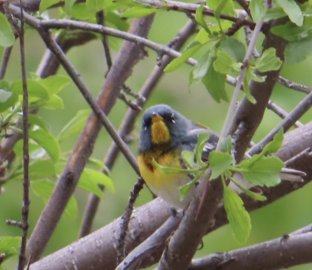 Northern Parula - Maikel Wise