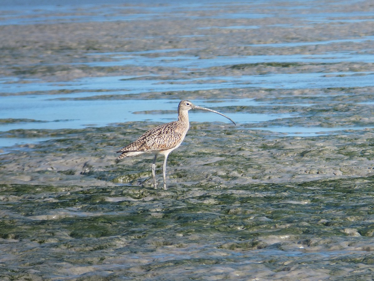 Long-billed Curlew - Kevin Gallagher