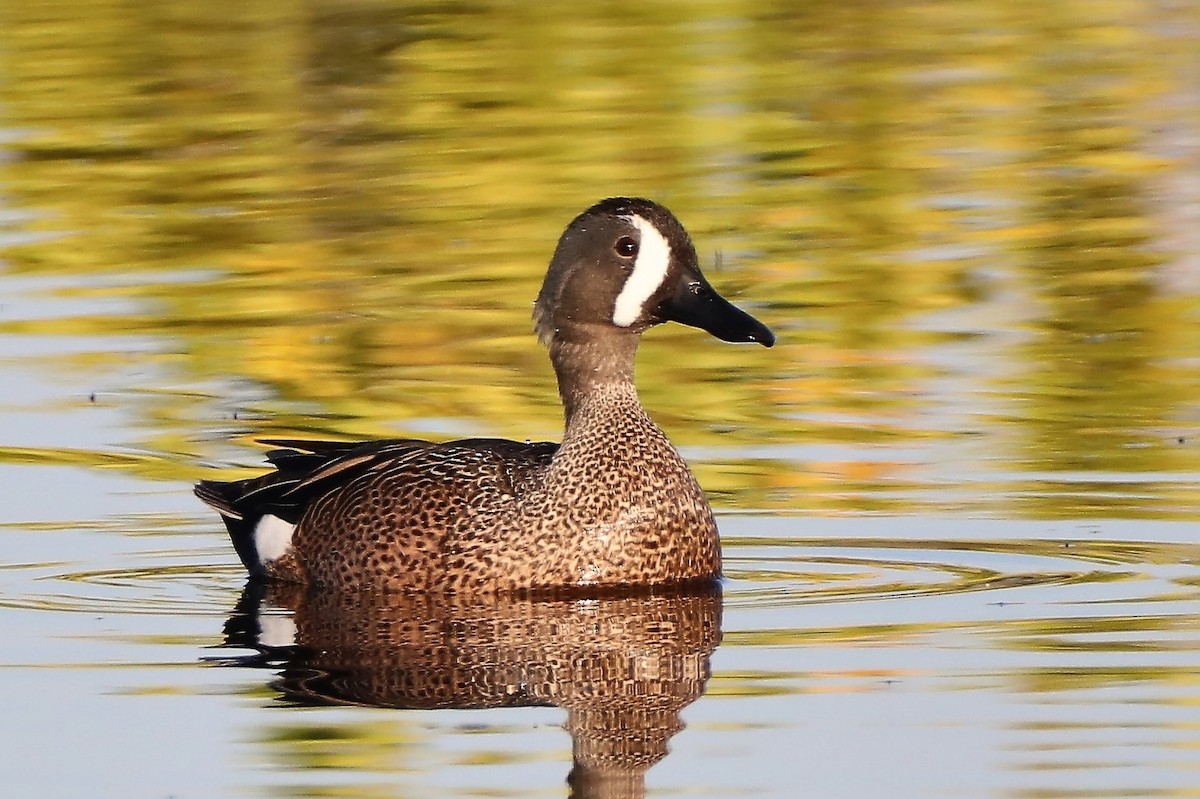 Blue-winged Teal - ML457505911