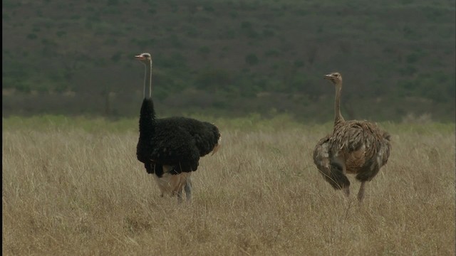 Somali Ostrich - ML457506